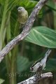 Tennessee & Chestnut-sided Warbler 2012-05-05